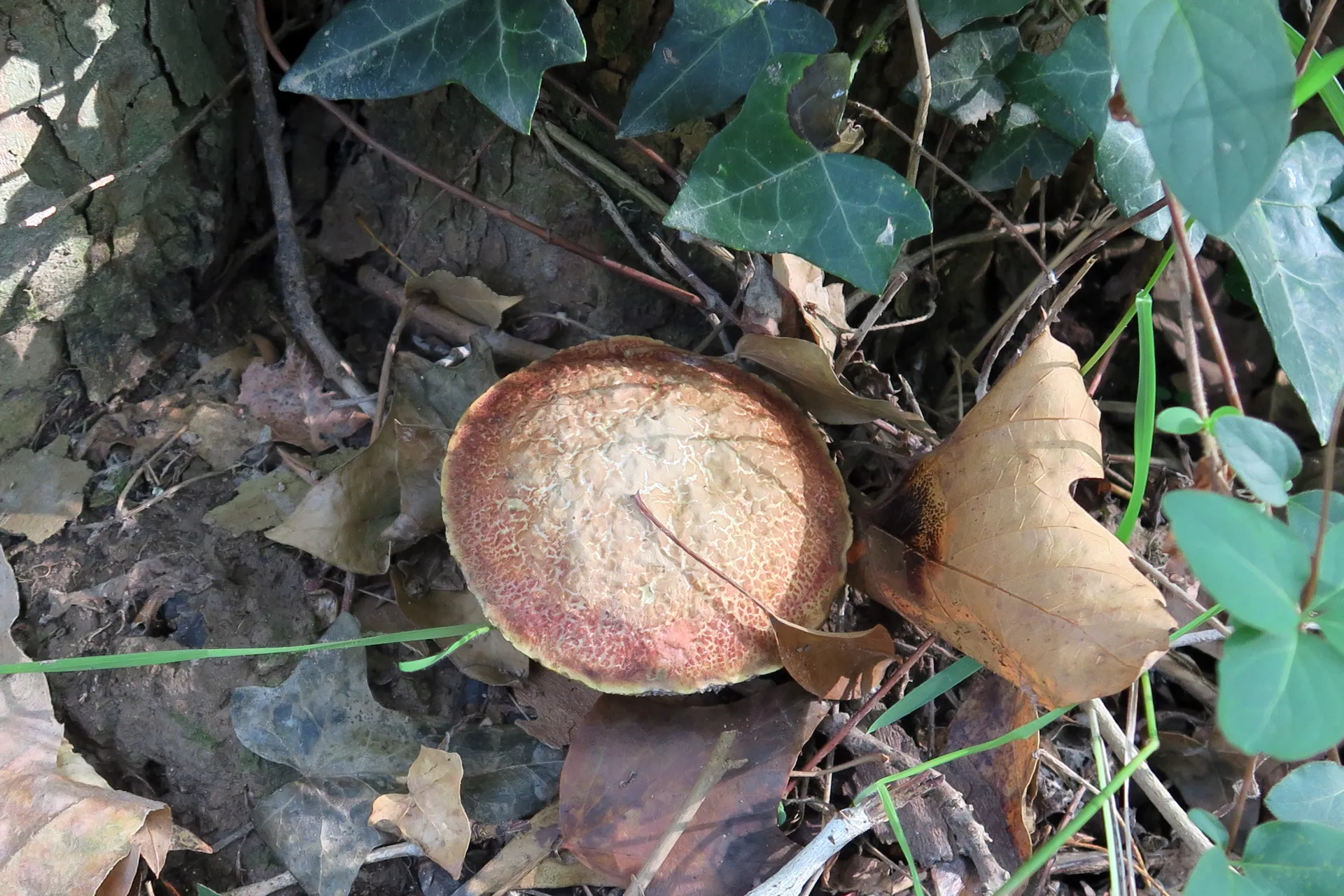 Xerocomellus persicolor - 1